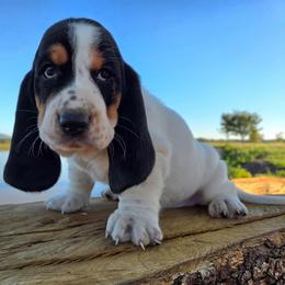 Cooper - Black white and brown male Basset Hound puppy in Denison, Texas from Emma Lou's Baby Bassets