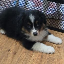 Boy 1 - Black tri male Miniature Australian Shepherd puppy in Ola, Arkansas from Peaceful Acres
