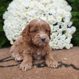 Jamie - Red and white male Cockapoo puppy in Shipshewana, Indiana from Home Raised Cockapoos