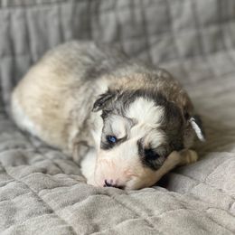 Siberian Husky Puppies from Husky Hotel