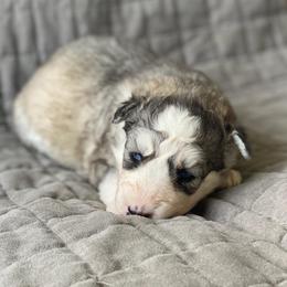 Siberian Husky Puppies from Husky Hotel