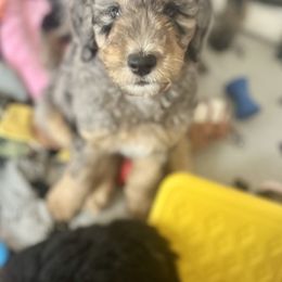 Goldendoodle Puppies from Fishermen’s Doodles