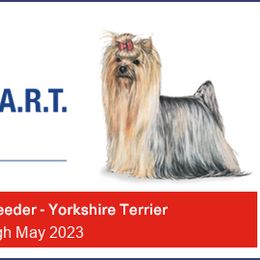 Yorkshire Terrier Puppies from Twilights Yorkies FL