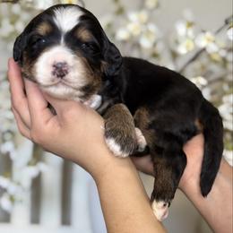 Simon - brown collar - Tri-color male Bernedoodle puppy in Yuciapa, California from AlltheDoodlez_