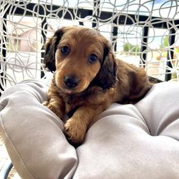 Dachshund and French Bulldog Puppies from AZ Royal Doxies llc