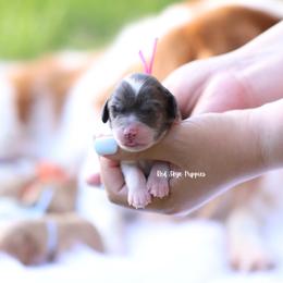 Contessa (Pink Collar Female) - Merle female Cavapoo puppy in Republic, Missouri from Red Skye Puppies