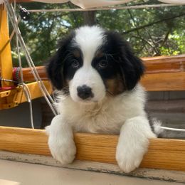 Annie - Black tri-color female Australian Shepherd puppy in Martha’s Vineyard, Massachusetts from Cranberry Hill Aussies