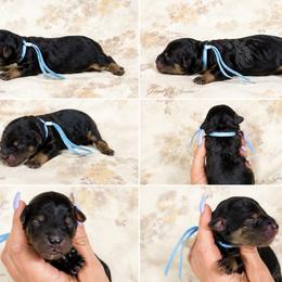 Walker - Black phantom male Aussiedoodle puppy in Weatherford, Texas from Grand Ole Aussies