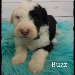 Buzz - Black and white male Sheepadoodle puppy in Farley, Iowa from Iowa's Doodle Co.