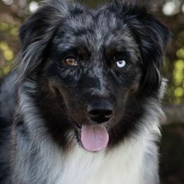 Mystic - Australian Shepherd