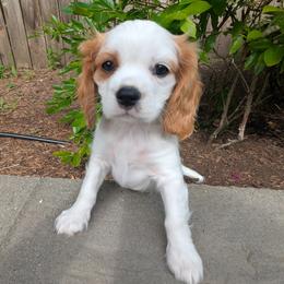 Butter Pecan - Blenheim male Cavalier King Charles Spaniel puppy in Hillsboro, Oregon from Cavalier Court Pups