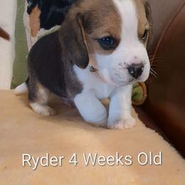Ryder - Black tan and white male Beagle puppy in Jerome, Missouri from Beam's Beagles