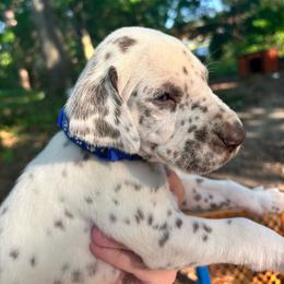 Lupine(LUA) - White and liver brown male Dalmatian puppy in Wilson, North Carolina from New Horizonz Dalmatians