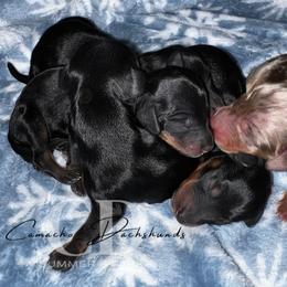 Dachshund Puppies from Camacho_Dachshunds