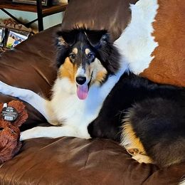 Esther - Collie