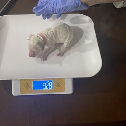 Poodle Puppies from Cute paws poodles