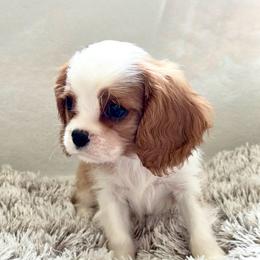 Fuz buz - Blenheim male Cavalier King Charles Spaniel puppy in Bandera County, Texas from Hill Country Cavaliers
