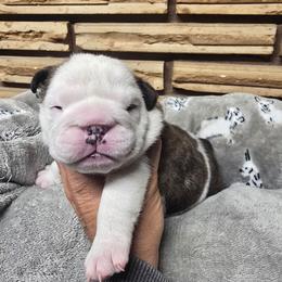 Yellow boy - Red brindle and white male Bulldog puppy in Laurel, Montana from Bull Mountain Bulldogs