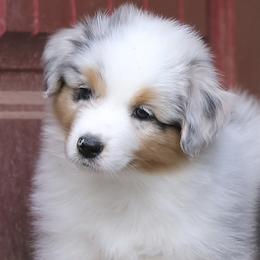 Boy 6 - male Australian Shepherd puppy in Chico, California from Brody Aussies
