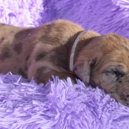 Brown Collar Fawn Merle Boy - Great Dane puppy from Texas Blue Danes
