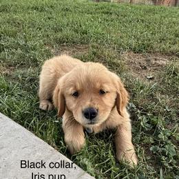 6th pick boy (black collar) - Dark golden male Golden Retriever puppy in Petaluma, California from Contango Goldens