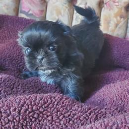 Black Female - Black female Shih Tzu puppy in Hillsdale, Michigan from Prairie Fen Farm