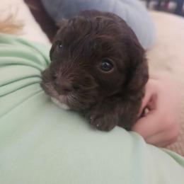 Pilot - Chocolate male Cavapoo puppy in Tucson, Arizona from Ever After Doodles Arizona