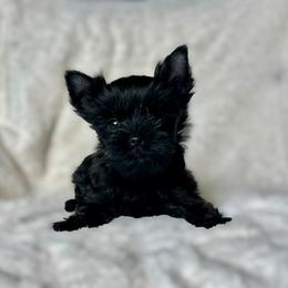 Siren - male Russian Salon Dog puppy in Kendallville, Indiana from Yorkies Kisses/Rusalka Siren Song