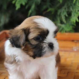 Shih Tzu Puppies from Melanie Moyer's Shih Tzus