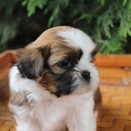 Shih Tzu Puppies from Melanie Moyer's Shih Tzus