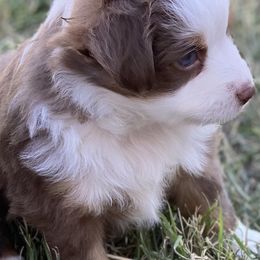 Miniature Australian Shepherd Puppies from Bar C Aussies