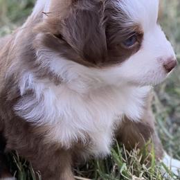 Miniature Australian Shepherd Puppies from Bar C Aussies