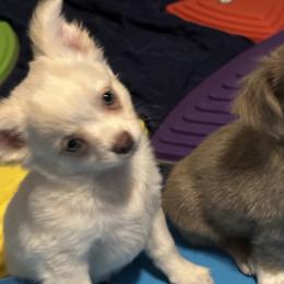 Theordore - Cream and white male Chihuahua puppy in Northboro, Iowa from So Sweet Chihuahuas