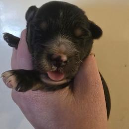 Cassiopeia - Black tri female Miniature Australian Shepherd puppy in Arlington, Texas from CopperHead Aussies