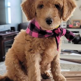 Goldendoodle All Grown Up from We R Mini Doodles