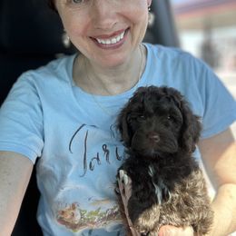 Bernedoodle, Cavapoo, and Poodle Puppies from Liberty Farms Puppies