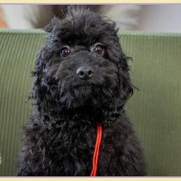 Moose - Black male Cockapoo puppy in Connersville, Indiana from Deaz Doodle Ranch