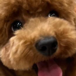 Maltipoos and Poodles from GG’s Maltipoos and Toy Poodles