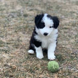 Patch - Border Collie puppy from Best Friend Borders