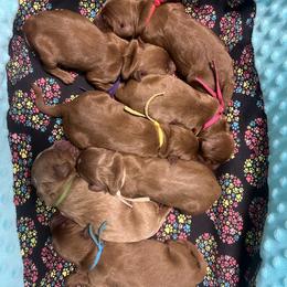 Green Female - Apricot female Goldendoodle puppy in Great Falls, Montana from Montana Goldendoodles