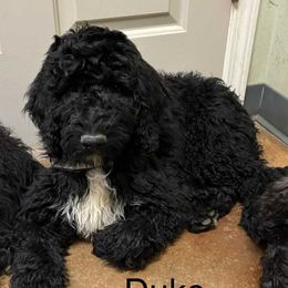 Duke - Black male Goldendoodle puppy in Water Valley, Mississippi from Olympian Doodles