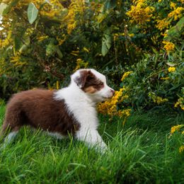 Australian Shepherd Puppies from Silverchip Aussies