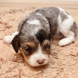 Hazel - Merle female Cavapoo puppy in Cherryville, North Carolina from Mercy Doodles