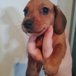 Dachshund Puppies from The Outlawed Dachshunds