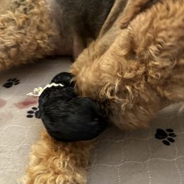 Gus - Black and tan Airedale Terrier puppy in Lakewood, Washington from Hazel Blue Airedales