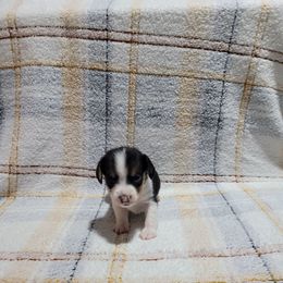 Runt Girl - Black tan and white female Beagle puppy in New River, Arizona from Desert Mountain Dobermans