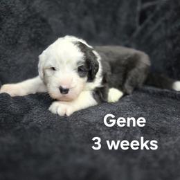 Gene - Gray and white male Old English Sheepdog puppy in Sutherlin, Oregon from Sapphire Eyes Sheepdogs