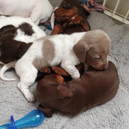 Dachshund Puppies from Wilson's Kennels