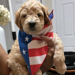 Leap (lime green collar) - Apricot male Goldendoodle puppy in Richmond, Virginia from Highland Grove Doodles, LLC
