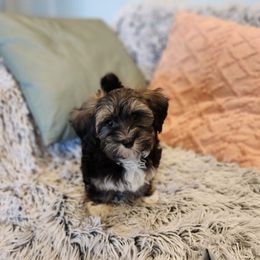 Havanese Puppies from Juniper Grove Havanese